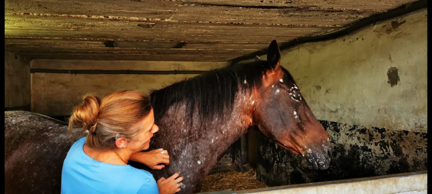Kim Döbbelin kümmert sich um das Pferd von Kim Döbbelin