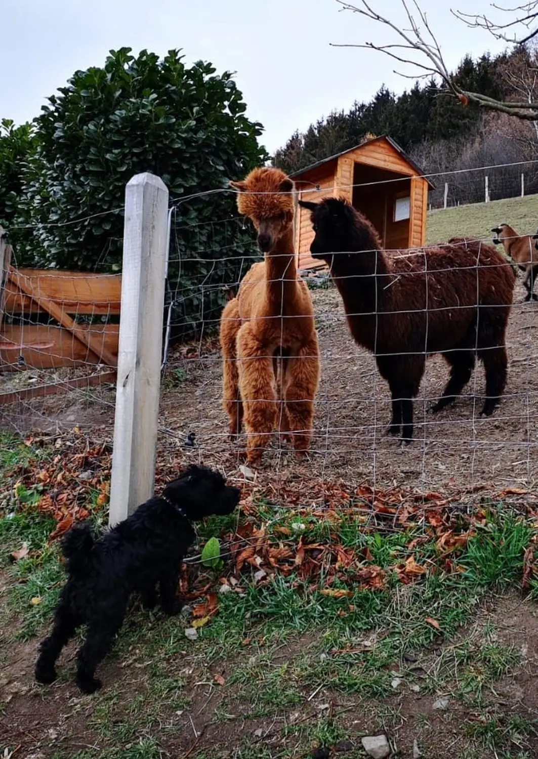 Pferdebabys auf dem Feld von Kim Döbbelin