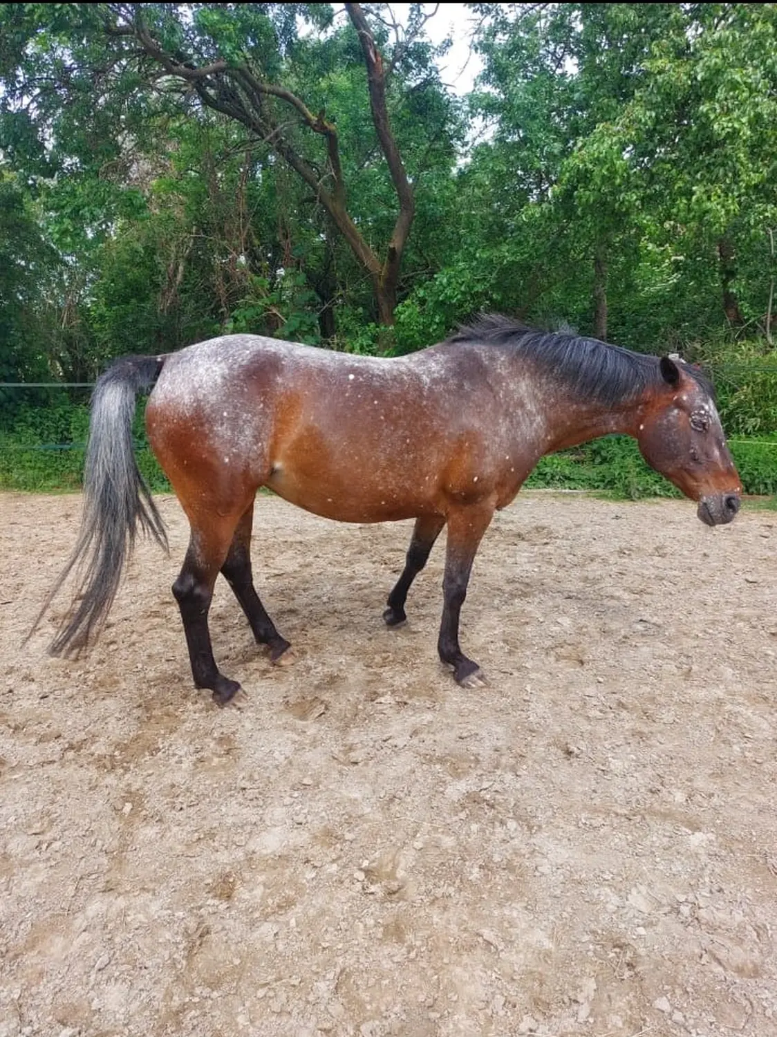 Pferd im Feld von Kim Döbbelin