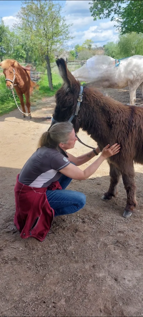 Kim Döbbelin kümmert sich um das Pferd von Kim Döbbelin