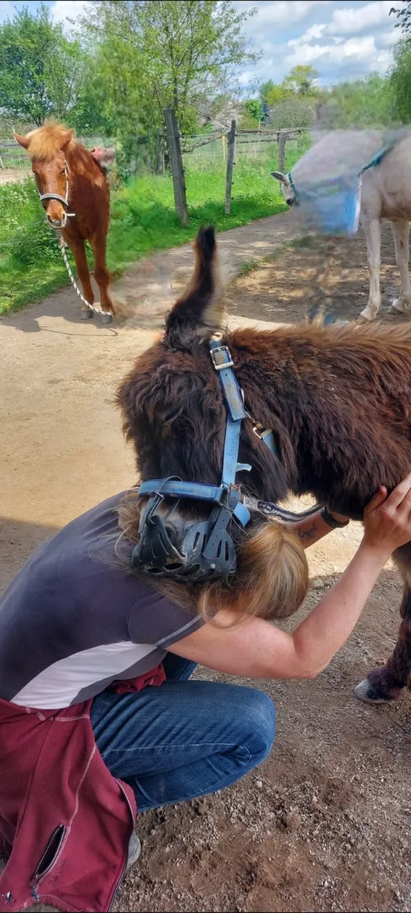 Kim Döbbelin kümmert sich um das Pferd von Kim Döbbelin