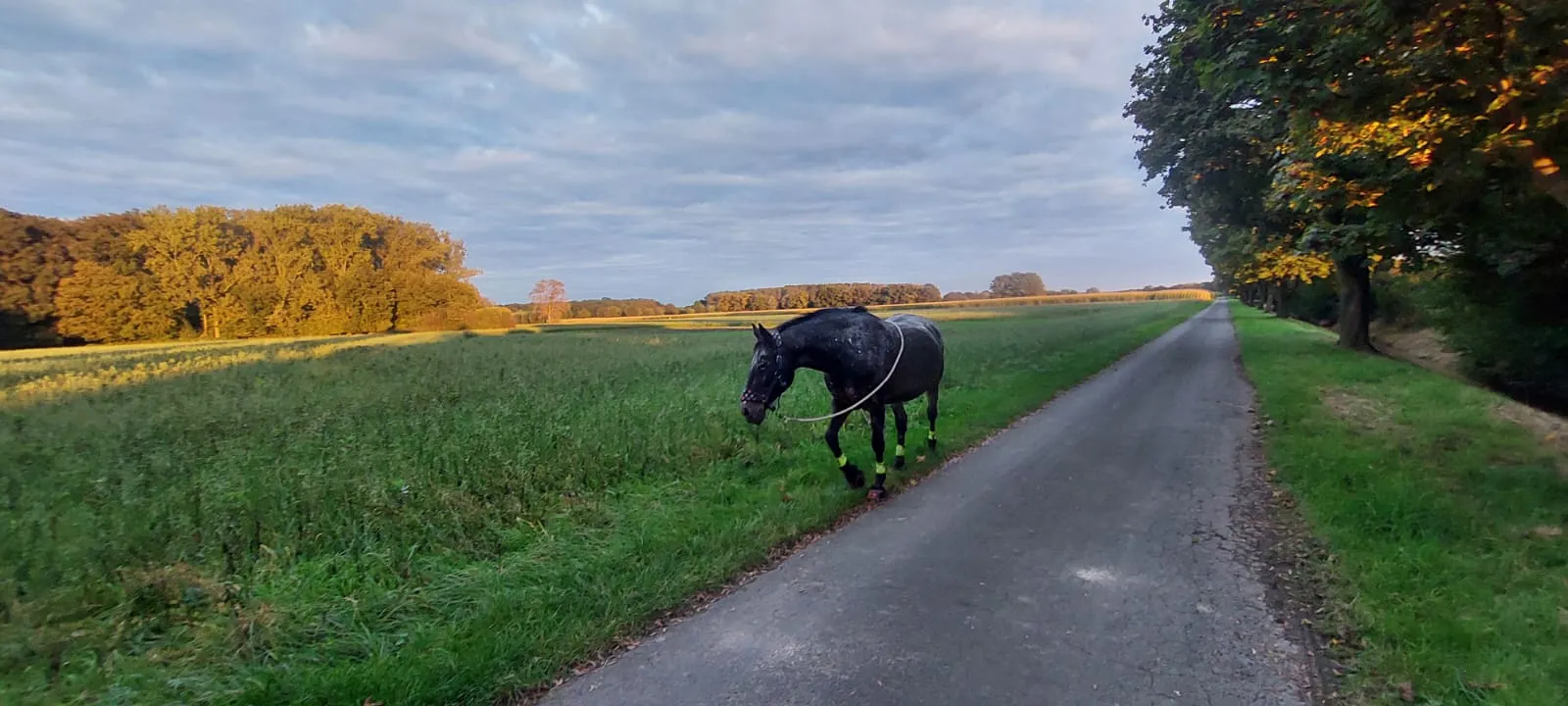 Kim Döbbelin Pferd auf dem Feld